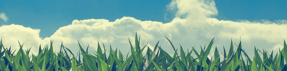 Sky and Corn Fields